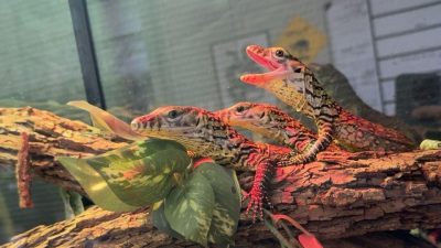 A newly hatched Komodo dragon on a branch