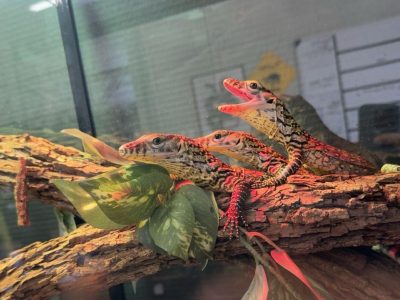 A newly hatched Komodo dragon on a branch
