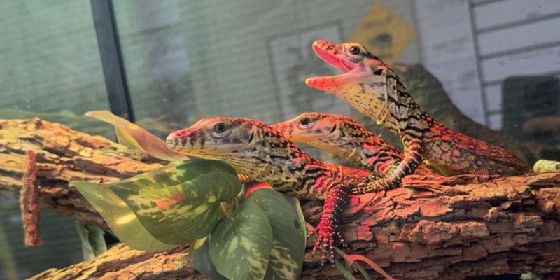 A newly hatched Komodo dragon on a branch