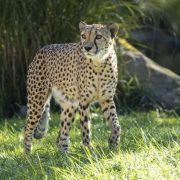 A cheetah walks across sunlit grass in front of tall reeds and a rock in a zoo habitat.