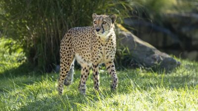 A cheetah walks across sunlit grass in front of tall reeds and a rock in a zoo habitat.