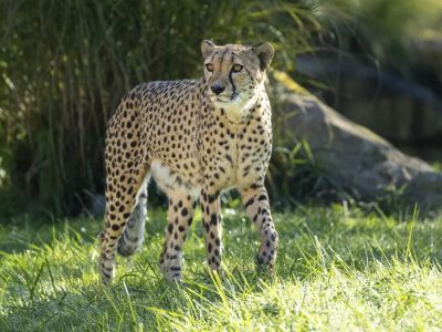 A cheetah walks across sunlit grass in front of tall reeds and a rock in a zoo habitat.