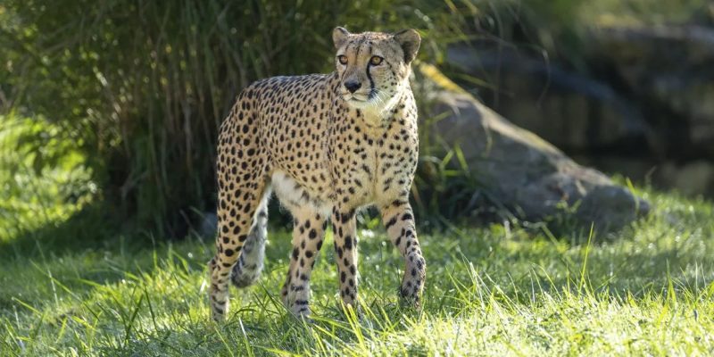 A cheetah walks across sunlit grass in front of tall reeds and a rock in a zoo habitat.