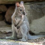 A young Bennett's wallaby stands upright on all fours on bare ground in front of a shaded rock overhang, its long tail stretched out behind it and its ears turned forward.