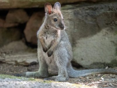 A young Bennett's wallaby stands upright on all fours on bare ground in front of a shaded rock overhang, its long tail stretched out behind it and its ears turned forward.