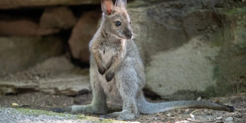 A young Bennett's wallaby stands upright on all fours on bare ground in front of a shaded rock overhang, its long tail stretched out behind it and its ears turned forward.