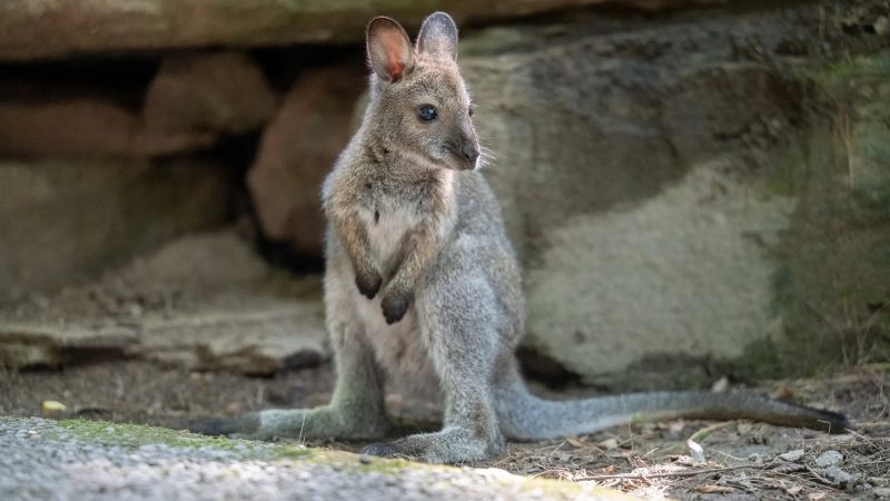 A young Bennett's wallaby stands upright on all fours on bare ground in front of a shaded rock overhang, its long tail stretched out behind it and its ears turned forward.