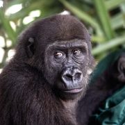A young western lowland gorilla with dark fur and brown eyes sits against the chest of a person in a green jacket, looking toward the camera, with broad green leaves behind her.