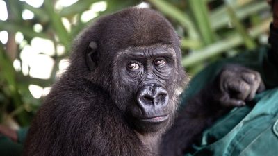A young western lowland gorilla with dark fur and brown eyes sits against the chest of a person in a green jacket, looking toward the camera, with broad green leaves behind her.