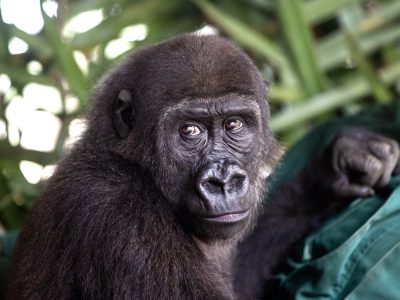 A young western lowland gorilla with dark fur and brown eyes sits against the chest of a person in a green jacket, looking toward the camera, with broad green leaves behind her.