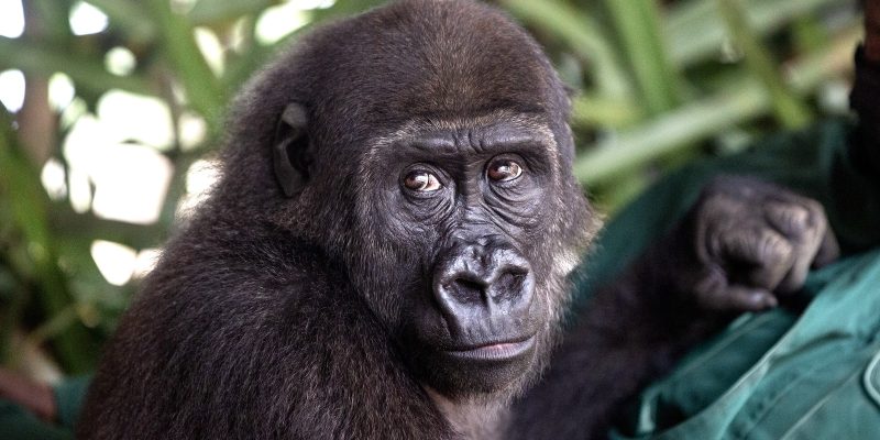 A young western lowland gorilla with dark fur and brown eyes sits against the chest of a person in a green jacket, looking toward the camera, with broad green leaves behind her.