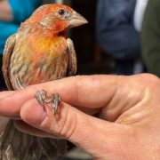 A small house finch with an orange head perches on a person's fingers, a numbered metal band visible on its leg.