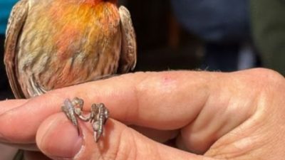 A small house finch with an orange head perches on a person's fingers, a numbered metal band visible on its leg.