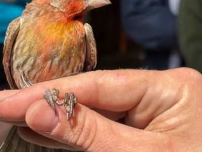 A small house finch with an orange head perches on a person's fingers, a numbered metal band visible on its leg.