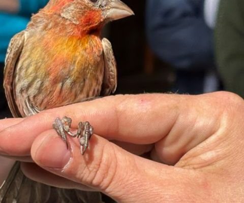 A small house finch with an orange head perches on a person's fingers, a numbered metal band visible on its leg.