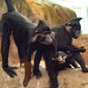 Two adult black crested mangabeys sit on a rock ledge, the female cradling a small infant against her chest.