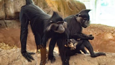 Two adult black crested mangabeys sit on a rock ledge, the female cradling a small infant against her chest.