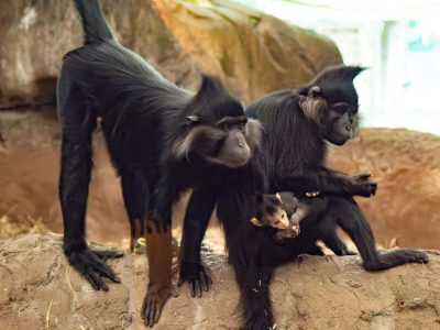 Two adult black crested mangabeys sit on a rock ledge, the female cradling a small infant against her chest.