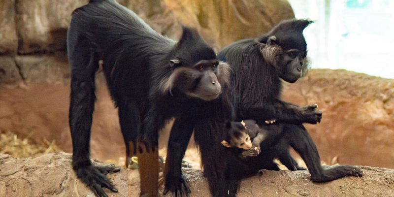 Two adult black crested mangabeys sit on a rock ledge, the female cradling a small infant against her chest.