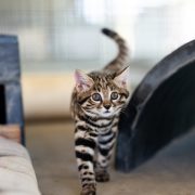 A small spotted and striped black-footed cat kitten walks toward the camera with its tail raised, inside a behind-the-scenes enclosure.