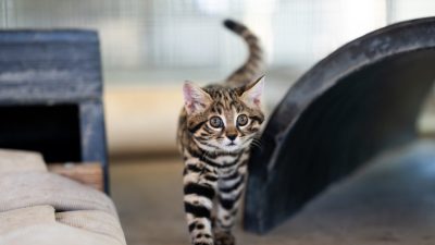 A small spotted and striped black-footed cat kitten walks toward the camera with its tail raised, inside a behind-the-scenes enclosure.