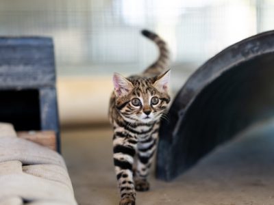 A small spotted and striped black-footed cat kitten walks toward the camera with its tail raised, inside a behind-the-scenes enclosure.