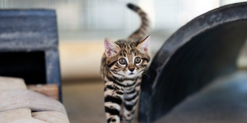 A small spotted and striped black-footed cat kitten walks toward the camera with its tail raised, inside a behind-the-scenes enclosure.