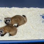 Two black-footed ferrets with dark facial masks and black feet look up from white bedding inside a blue plastic enclosure tray.