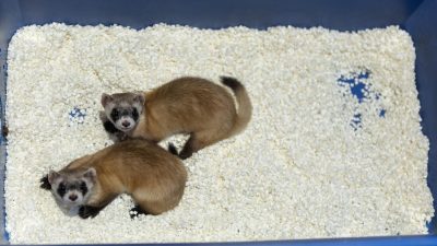 Two black-footed ferrets with dark facial masks and black feet look up from white bedding inside a blue plastic enclosure tray.