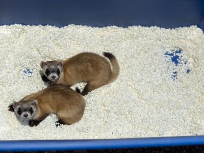 Two black-footed ferrets with dark facial masks and black feet look up from white bedding inside a blue plastic enclosure tray.