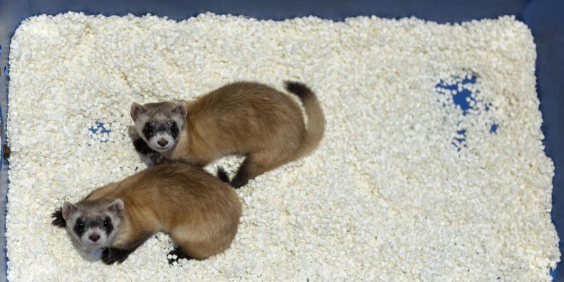 Two black-footed ferrets with dark facial masks and black feet look up from white bedding inside a blue plastic enclosure tray.