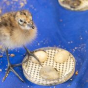 A downy black-tailed godwit chick, mottled brown and cream and standing on long grey legs, beside a shallow round dish of food on a blue cloth surface scattered with crumbs.