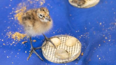 A downy black-tailed godwit chick, mottled brown and cream and standing on long grey legs, beside a shallow round dish of food on a blue cloth surface scattered with crumbs.