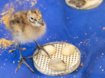 A downy black-tailed godwit chick, mottled brown and cream and standing on long grey legs, beside a shallow round dish of food on a blue cloth surface scattered with crumbs.