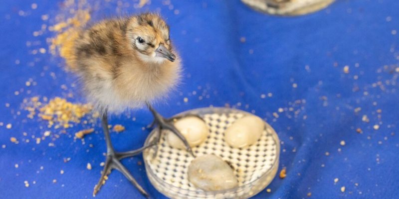 A downy black-tailed godwit chick, mottled brown and cream and standing on long grey legs, beside a shallow round dish of food on a blue cloth surface scattered with crumbs.