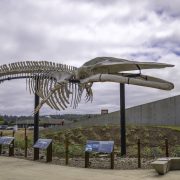 A mounted blue whale skeleton raised on steel posts in an outdoor courtyard, with interpretive signs along a rope fence below it.