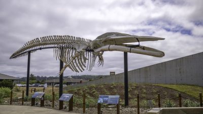 A mounted blue whale skeleton raised on steel posts in an outdoor courtyard, with interpretive signs along a rope fence below it.