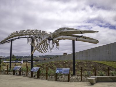 A mounted blue whale skeleton raised on steel posts in an outdoor courtyard, with interpretive signs along a rope fence below it.
