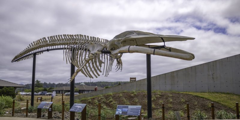 A mounted blue whale skeleton raised on steel posts in an outdoor courtyard, with interpretive signs along a rope fence below it.