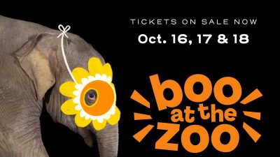 Promotional graphic for Boo at the Zoo showing an Asian elephant in profile against a black background wearing a yellow paper flower mask, beside the event wordmark and the dates October 16, 17 and 18.