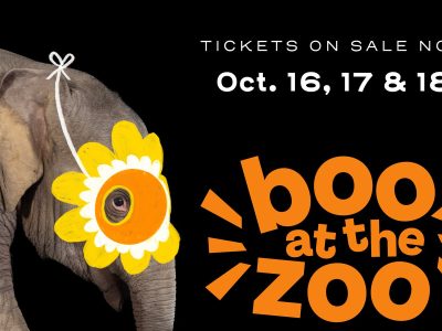 Promotional graphic for Boo at the Zoo showing an Asian elephant in profile against a black background wearing a yellow paper flower mask, beside the event wordmark and the dates October 16, 17 and 18.