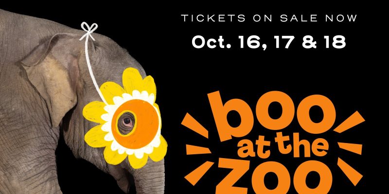 Promotional graphic for Boo at the Zoo showing an Asian elephant in profile against a black background wearing a yellow paper flower mask, beside the event wordmark and the dates October 16, 17 and 18.