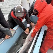 Three researchers in foul weather gear lean over the side of a boat to steady a broadnose sevengill shark lying in a water-filled tank.