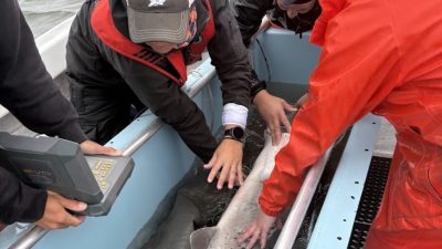 Three researchers in foul weather gear lean over the side of a boat to steady a broadnose sevengill shark lying in a water-filled tank.