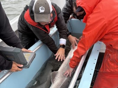 Three researchers in foul weather gear lean over the side of a boat to steady a broadnose sevengill shark lying in a water-filled tank.