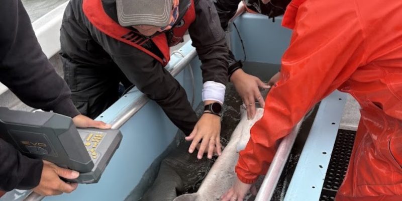 Three researchers in foul weather gear lean over the side of a boat to steady a broadnose sevengill shark lying in a water-filled tank.