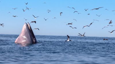 A Bryde's whale lunge feeding at the surface of calm blue water, its pleated throat and lower jaw raised clear of the sea, with about thirty seabirds wheeling and diving overhead.