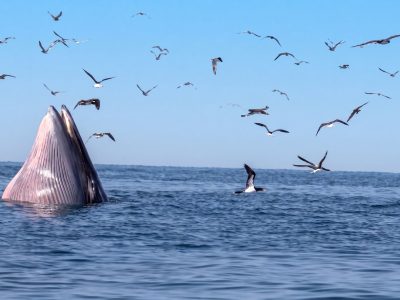 A Bryde's whale lunge feeding at the surface of calm blue water, its pleated throat and lower jaw raised clear of the sea, with about thirty seabirds wheeling and diving overhead.