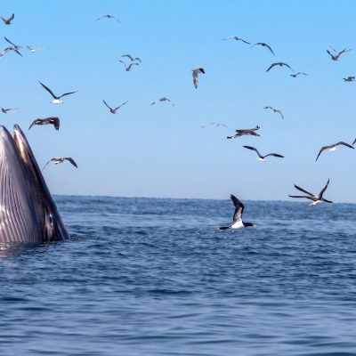 A Bryde's whale lunge feeding at the surface of calm blue water, its pleated throat and lower jaw raised clear of the sea, with about thirty seabirds wheeling and diving overhead.