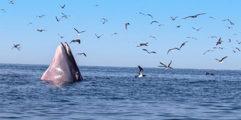 A Bryde's whale lunge feeding at the surface of calm blue water, its pleated throat and lower jaw raised clear of the sea, with about thirty seabirds wheeling and diving overhead.
